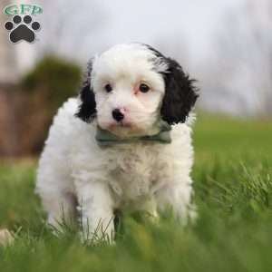Mason, Cavapoo Puppy